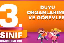 3. Sınıf Fen Bilimleri Duyu Organlarımız ve Görevleri