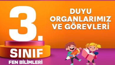 3. Sınıf Fen Bilimleri Duyu Organlarımız ve Görevleri