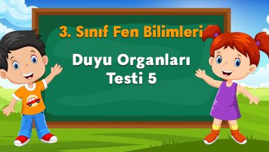 Duyu Organları Testi 5
