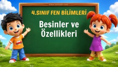 Besinler ve Özellikleri