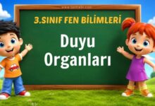 Duyu Organları