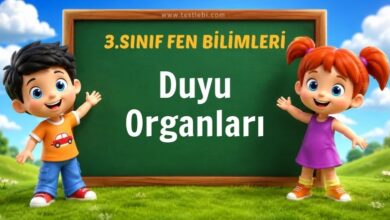 Duyu Organları